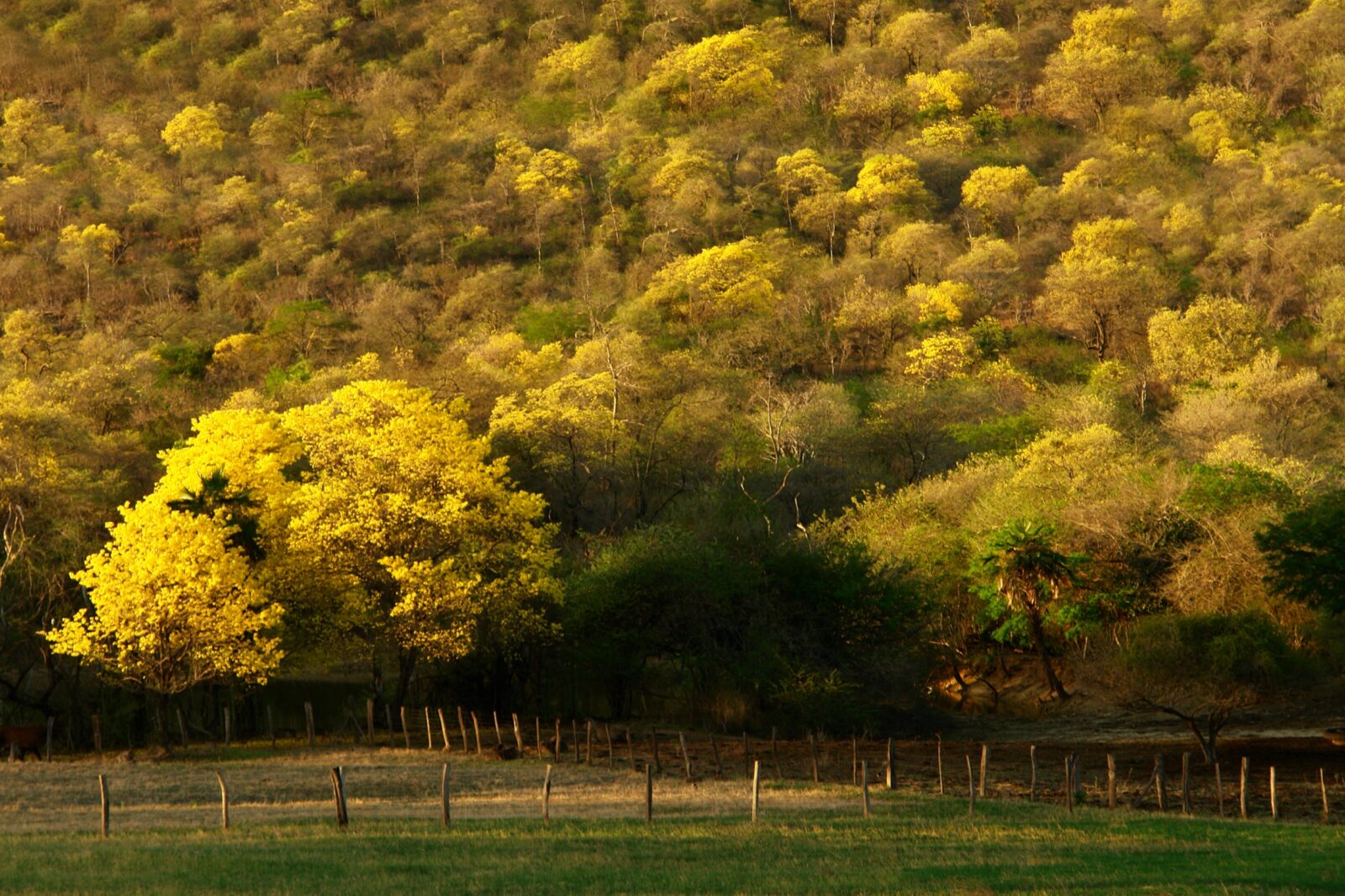 Fotografía 1 de la serie El Araguaney, de Pablo Krisch